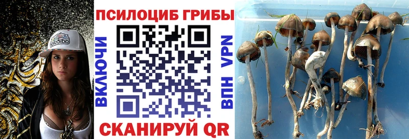 Псилоцибиновые грибы прущие грибы Ядрин